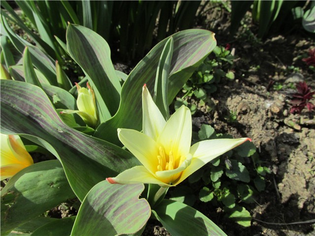 tulipani